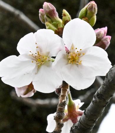 日本クマガイソウ白花素心（開花予定）1芽株(4) 素心日本クマガイソウ花1芽株 - 岩崎園芸ネットストア