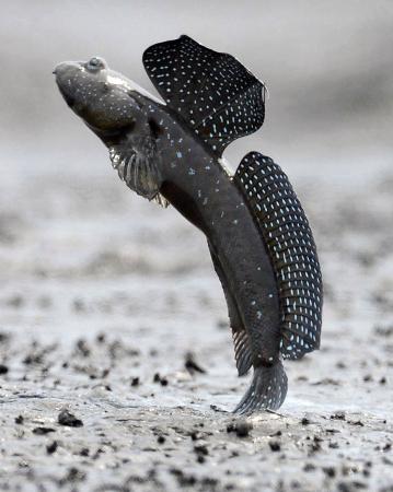 ムツゴロウ、絶滅危惧種に 干拓と乱獲で、IUCN公表｜秋田魁新報電子版