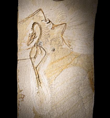 始祖鳥、安定して飛行か 化石の羽毛分析、米チーム｜秋田魁新報電子版