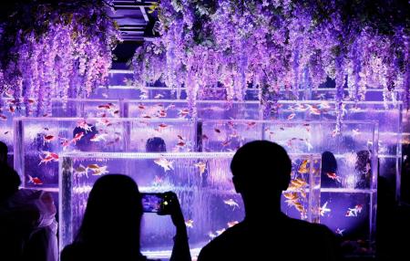 金魚と花で初夏を感じて 東京・銀座のアクアリウム｜秋田魁新報電子版