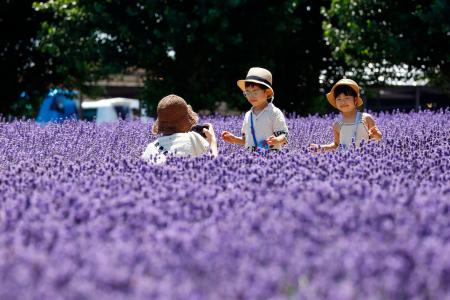 北海道・富良野でラベンダー見頃 丘一面の紫、香りふんわり｜秋田魁