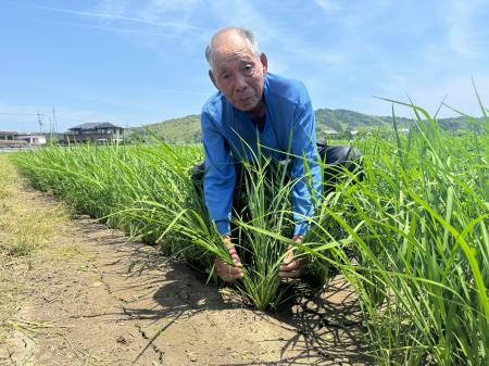 コメ年2度収穫、じわり拡大 高騰で注目、今年60ヘクタール｜秋田魁