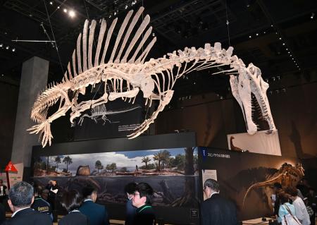 恐竜スピノサウルスを公開、福井 14メートルの全身骨現再現｜秋田魁