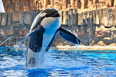 国内最大のシャチ「アース」死ぬ 16歳、名古屋港水族館｜秋田魁新報