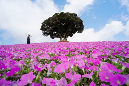 桃色吐息」が見頃、マザー牧場 ピンク色に染まる花畑、千葉｜秋田魁