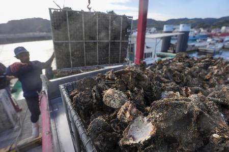 広島県のカキ被害、300億円 大量死、東京商工リサーチが調査｜秋田