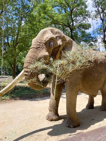 国内最高齢雄のアフリカゾウ死ぬ 推定36歳、仙台の動物園｜秋田魁