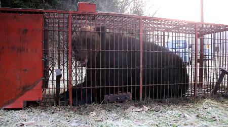 380キロ巨大ヒグマ捕獲 北海道、夏以降出没個体か｜秋田魁新報電子版
