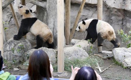 中国紙、パンダゼロで高市氏非難 「右翼勢力が交流に影」｜秋田魁新報