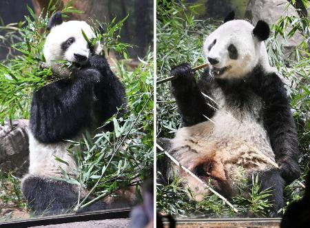 双子パンダ、中国・四川に到着 保護研究センター｜秋田魁新報電子版