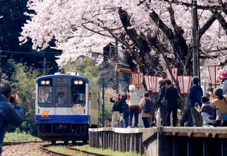 咲き誇る桜に包まれ 能登さくら駅、被災者の心癒やす｜秋田魁新報電子版