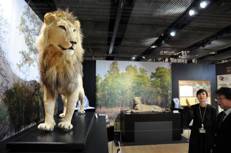 猫の魅力、学びと遊びを一挙紹介する企画展