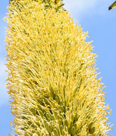希少植物が黄色い花咲かす 数十年に1度だけ、高知｜秋田魁新報電子版