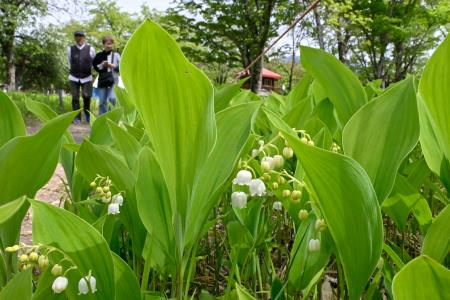 初夏彩るスズランが開花 北海道・平取の群生地｜秋田魁新報電子版