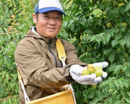 南高梅の収穫最盛期、品質良好 和歌山南部｜秋田魁新報電子版