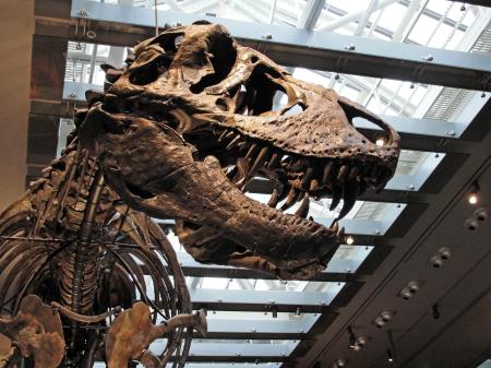 ティラノサウルスの体温は36度 歯の分析で推定、米チーム研究｜秋田